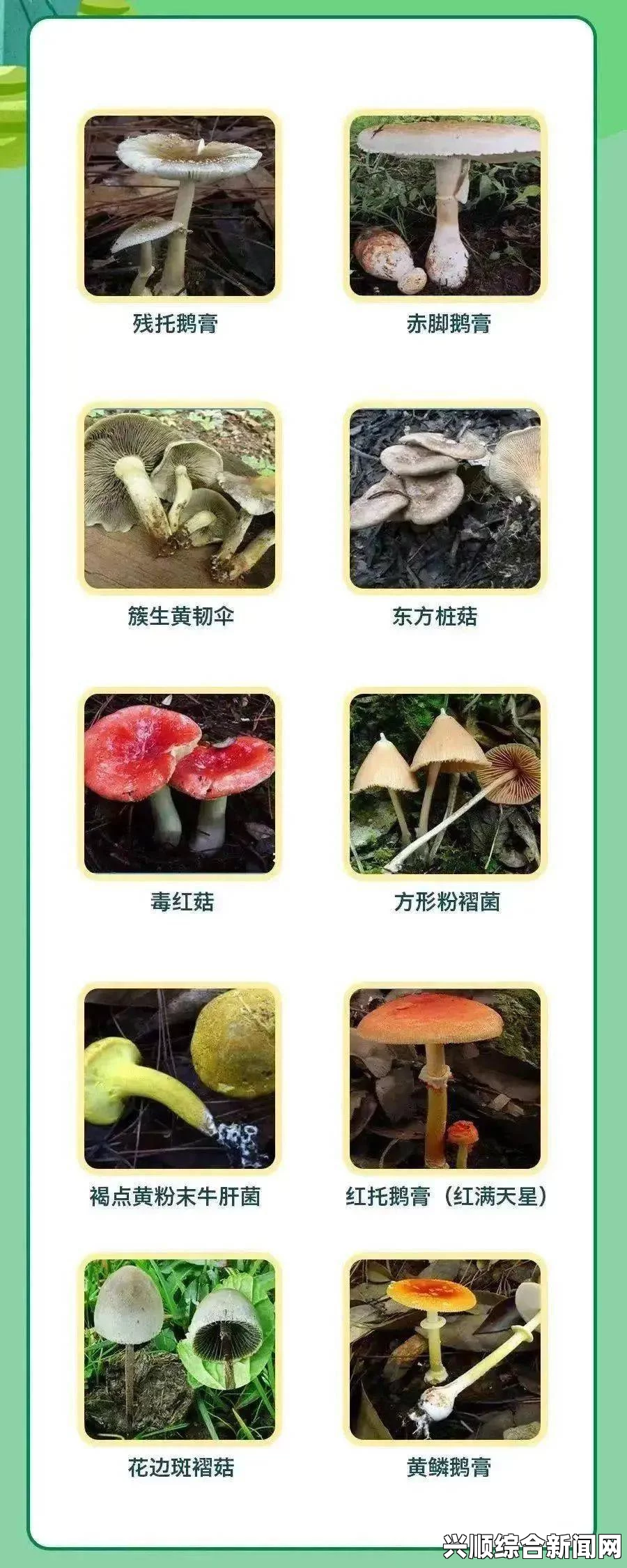 如何判断蘑菇是否健康？掌握这些技巧确保安全食用_影视基地碳排放