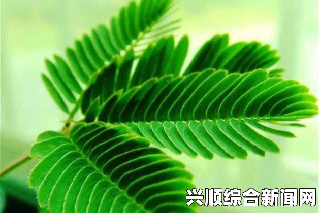 《含羞草》免费观看最新集数：如何不花钱轻松追剧，快速观看每一集精彩内容，掌握追剧技巧与资源分享_免费观看电视剧