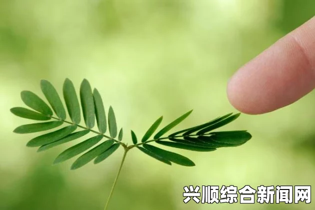 《含羞草》免费观看最新集数：如何不花钱轻松追剧，快速观看每一集精彩内容，掌握追剧技巧与资源分享_免费观看电视剧