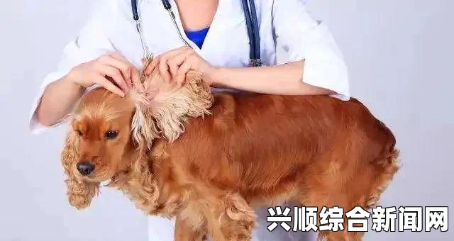 狗和人胶配方20分钟：如何帮助狗狗维持健康的皮肤、毛发和关节，提升生活质量与幸福感_插曲完整版下载陷阱