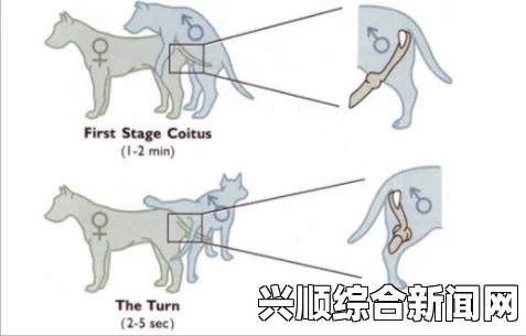 狗与人配对后会被锁住多长时间才能分开？探讨这一现象的原因及影响_剧情含义与人物成长