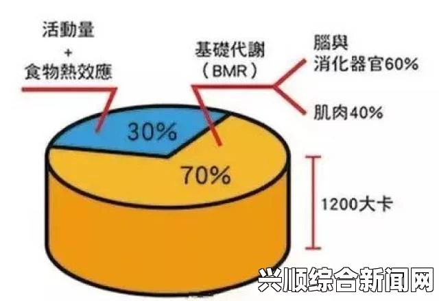 中国女性如何通过饮食与运动改善代谢：提升基础代谢率与健康的科学方法，探索有效策略与实用建议_金鸡奖技术漏洞