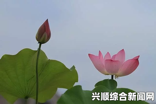 春动莲房：如何从春季的变化中观察莲花的生长与变化？探索自然之美与生命的奇迹_如何维持幸福与平衡