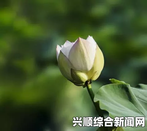 春动莲房：如何从春季的变化中观察莲花的生长与变化？探索自然之美与生命的奇迹_如何维持幸福与平衡