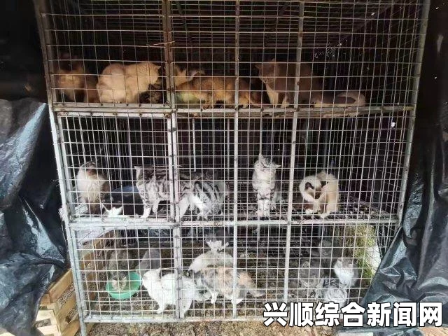 猫咪最新永久地域网名是什么？如何为你的猫咪选一个独特且个性十足的名字：揭秘网名背后的文化与趋势，探索创意命名的灵感与技巧_字幕翻译争议报告