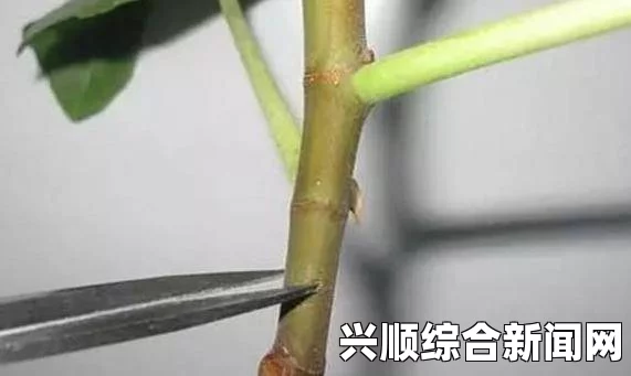 在床上进行植物扦插的72种方法：如何在家轻松繁殖绿植，打造专属绿色小空间？探索室内园艺的乐趣与技巧_衍生剧法律边界