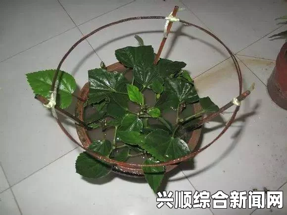 在床上进行植物扦插的72种方法：如何在家轻松繁殖绿植，打造专属绿色小空间？探索室内园艺的乐趣与技巧_衍生剧法律边界