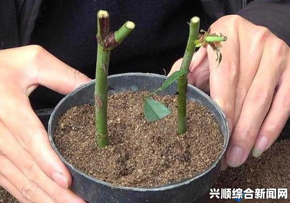 在床上进行植物繁殖的72种扦插方法，轻松掌握室内种植技巧，打造绿色家居环境的实用指南_如何推动纪录片革新