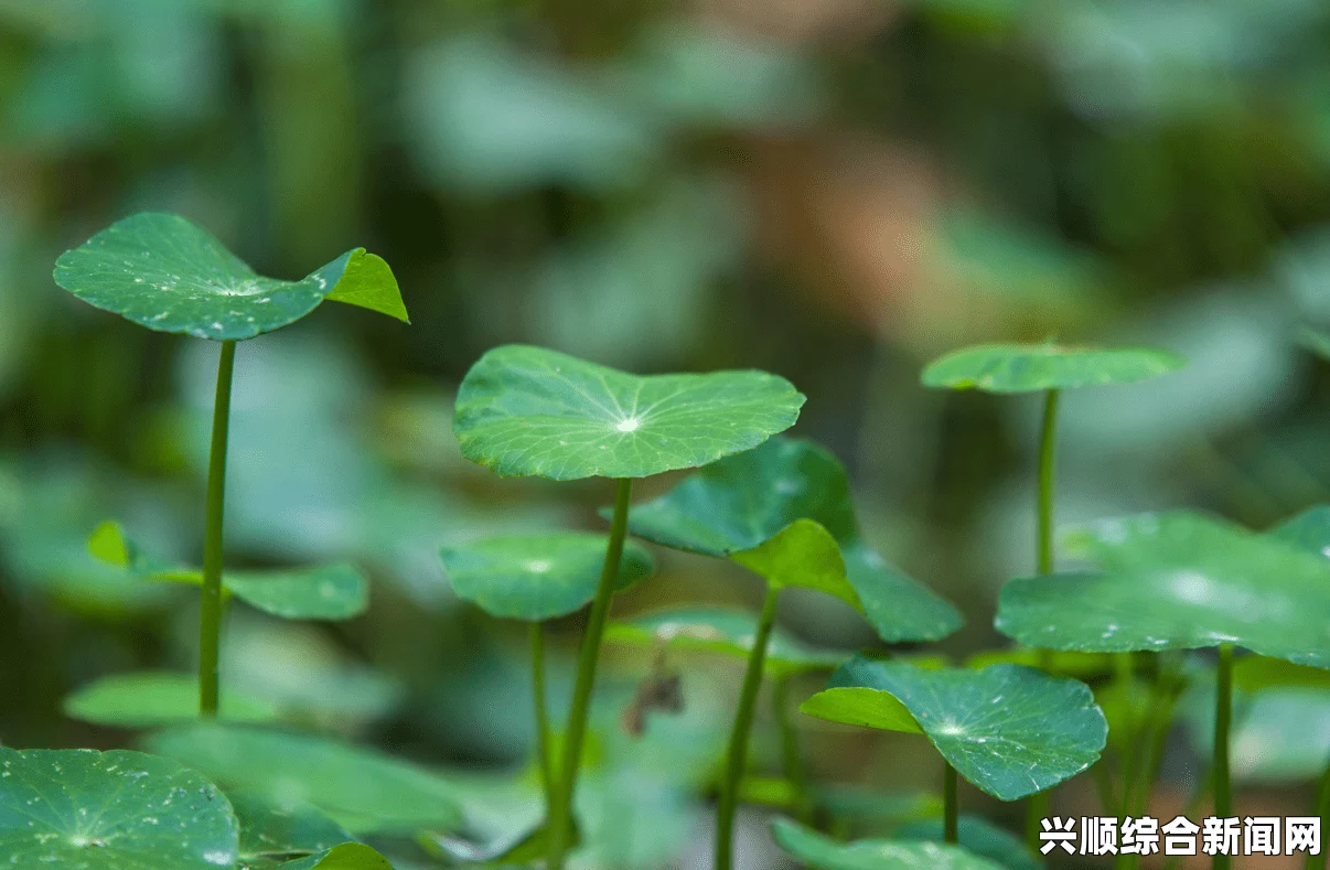 《含羞草》电视剧背景故事详解：如何理解剧中人物的复杂命运与情感冲突，探讨人性与社会的深刻交织_沟通技巧与建议