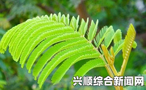 《含羞草》电视剧背后有哪些鲜为人知的秘密？为何它能引发观众如此强烈的共鸣？探讨情感与社会现实的深刻联系_放映机故障代码